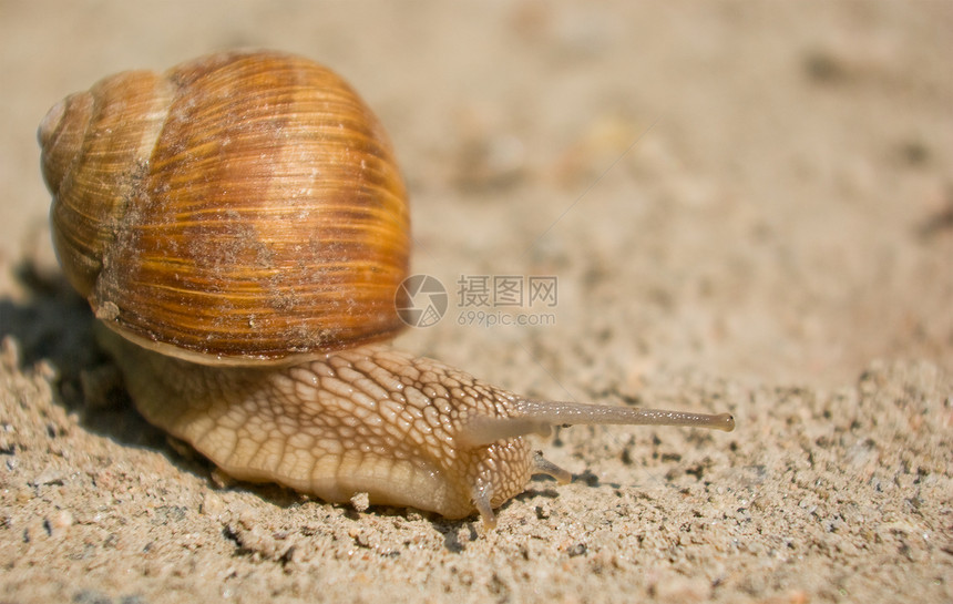 蜗牛螺旋速度昆虫鼻涕虫花园野生动物食物旅行天线害虫图片