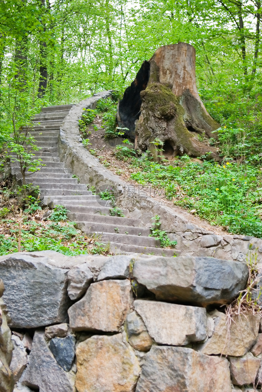 森林绿色梯子公园分支机构途径季节风景植物环境叶子图片