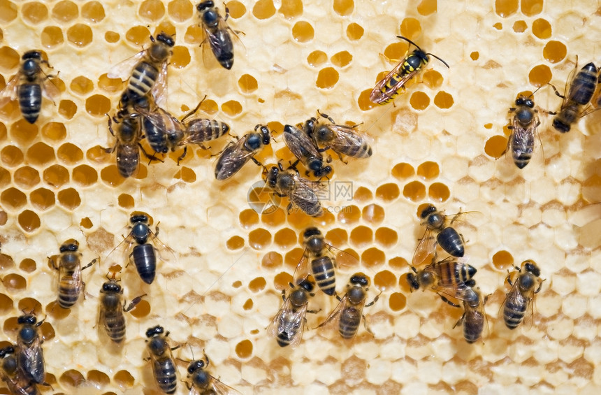 蜜蜂在蜂窝上宏观金子药品动物权威细胞表扬花粉六边形梳理图片