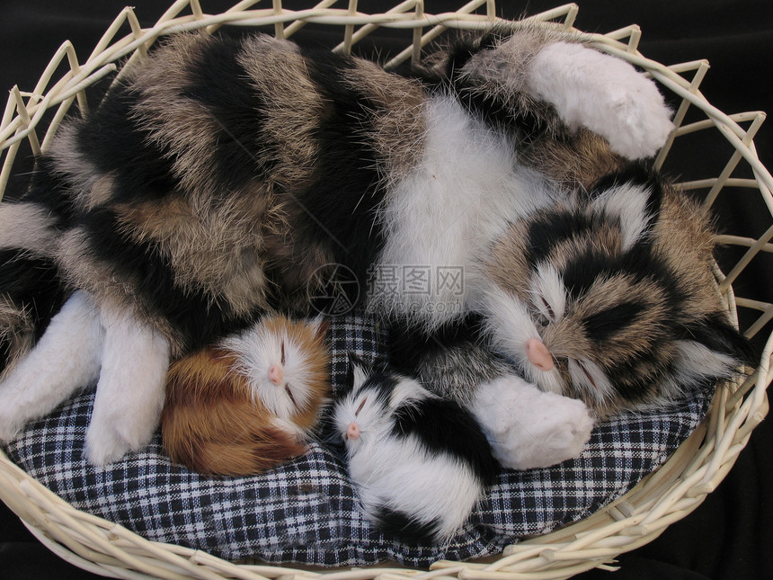 猫与小猫猫科动物家庭朋友们母亲崇拜动物玩具水平毛皮暖心图片