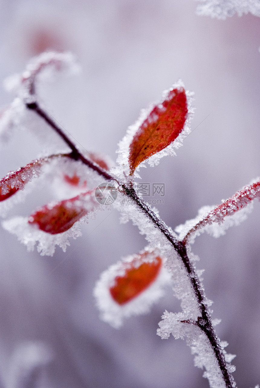 冬天冻结黄色植物红色季节雪花白色叶子图片