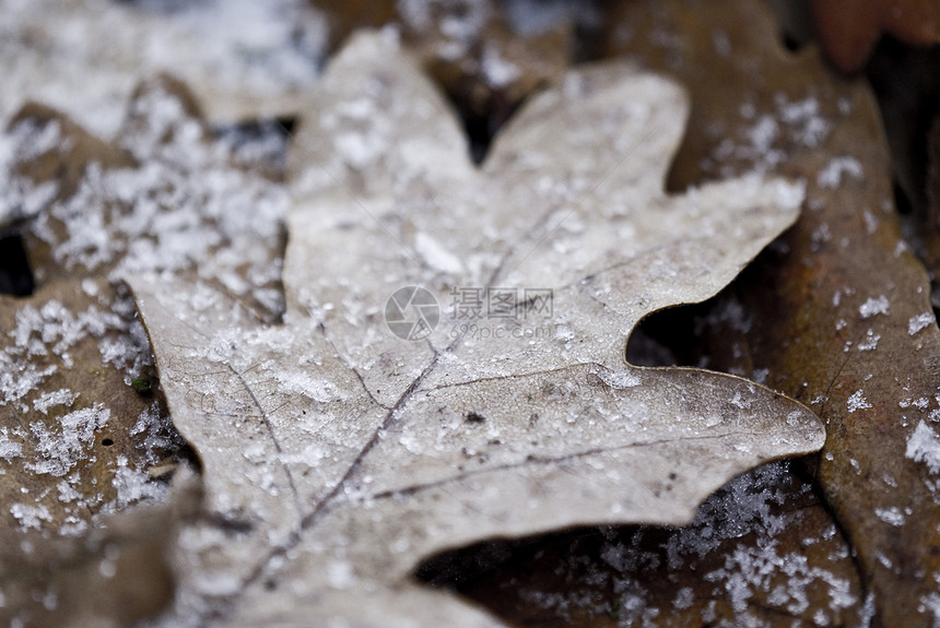 雪白色棕色雪花植物季节叶子图片