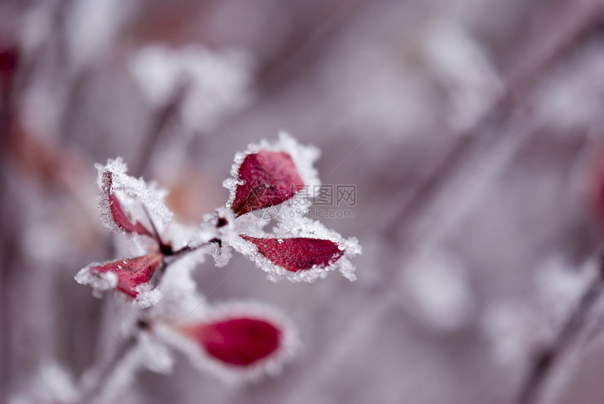 冬天季节雪花紫色叶子植物红色黄色白色粉色冻结图片