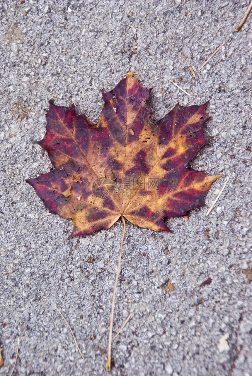 七彩叶地面自然季节宏观黄色紫色灰色红色白色图片