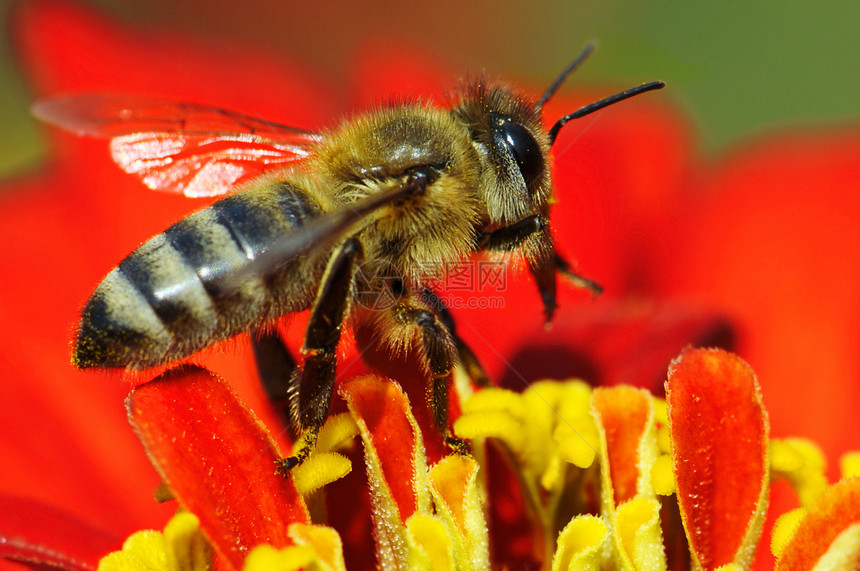 蜜蜂雌蕊花粉宏观花园蜂蜜昆虫工人花蜜翅膀粮食图片
