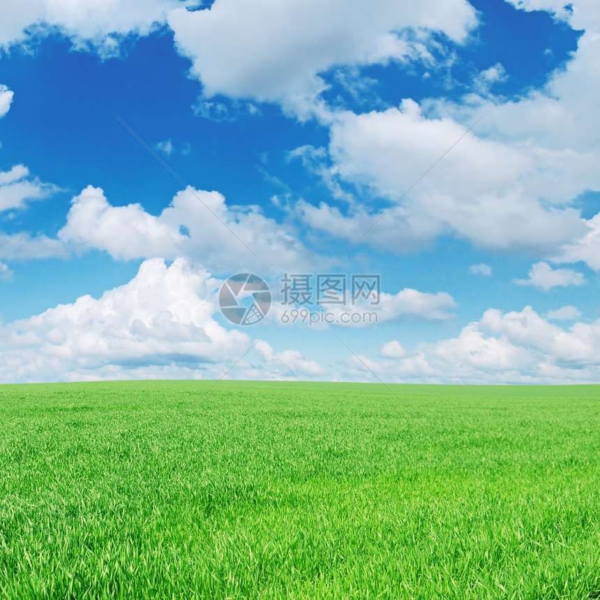 春草地小麦照片牧场阳光草原植物国家场景天气地平线图片