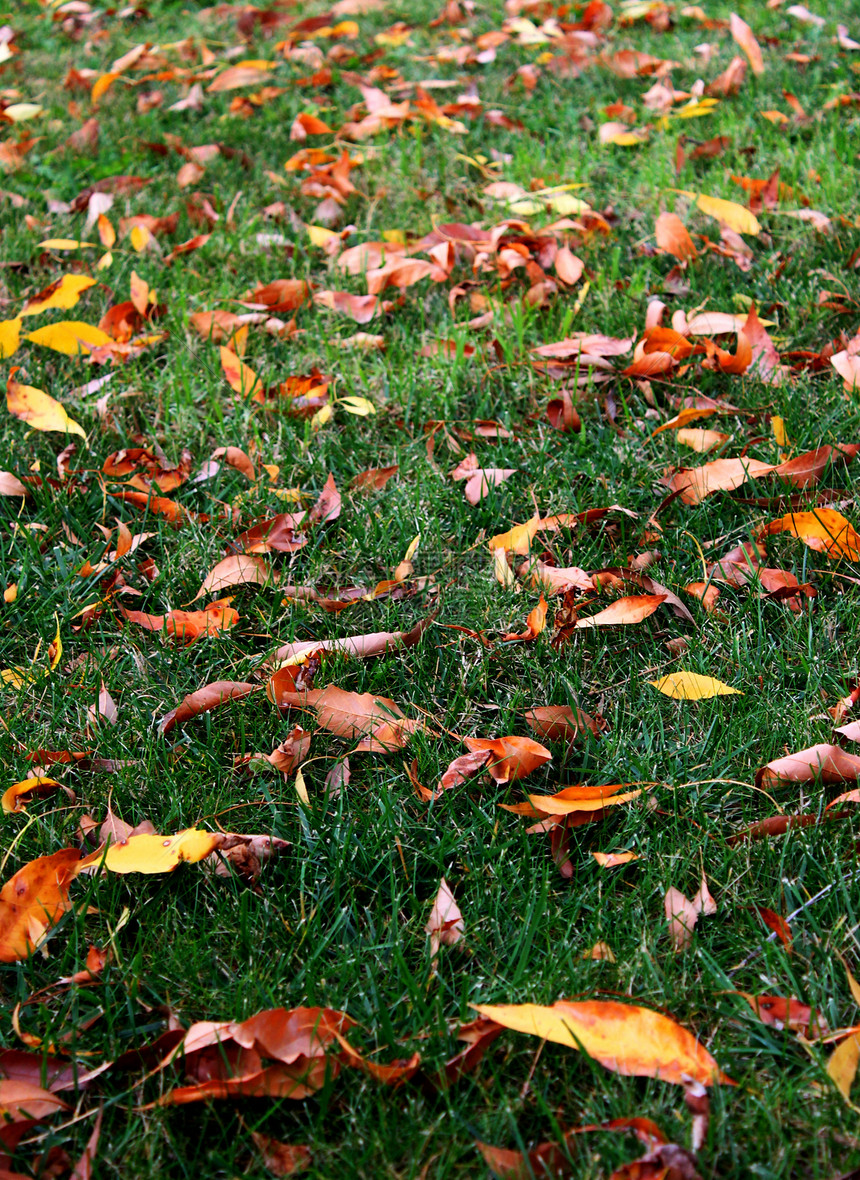 秋季秋叶草叶图片
