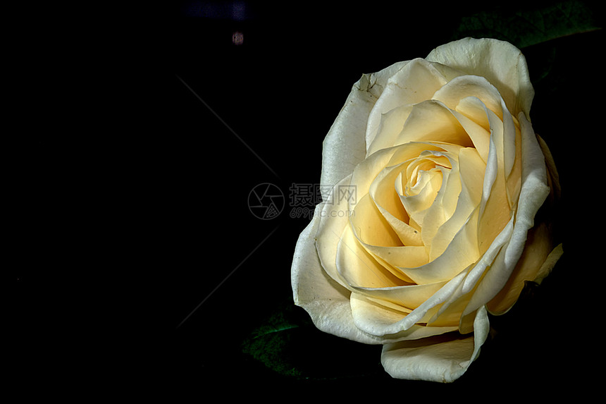 黑色背景的白玫瑰白色植物和平浪漫图片