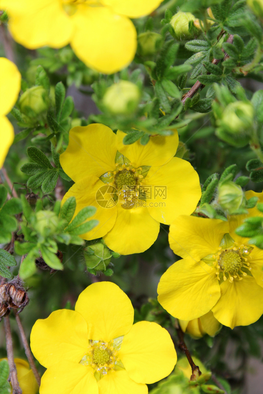 黄花花园五叶草植物季节性自然花瓣植物群黄色绿色植物学图片