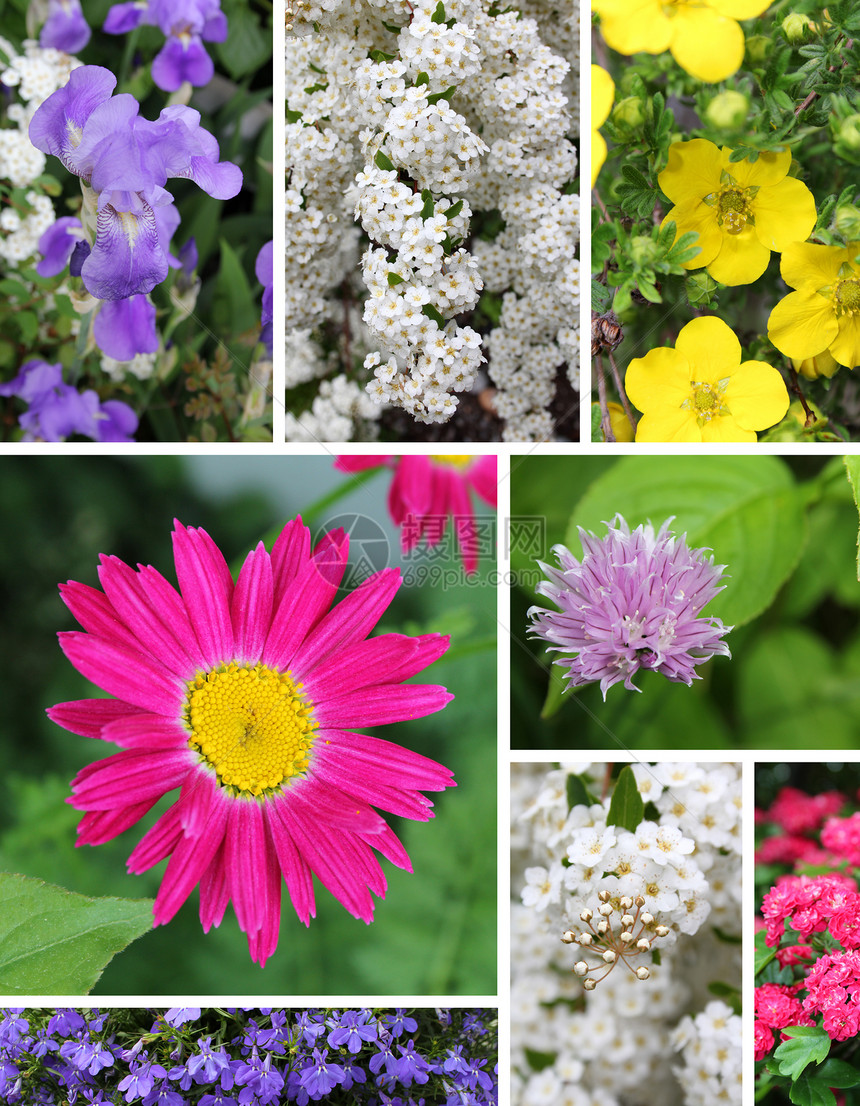混合花花白色雏菊香葱黄色粉色花瓣植物群活力绿色紫色图片