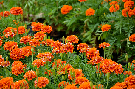 花植物学植物绿色芸苔花艺博览会橙子背景图片