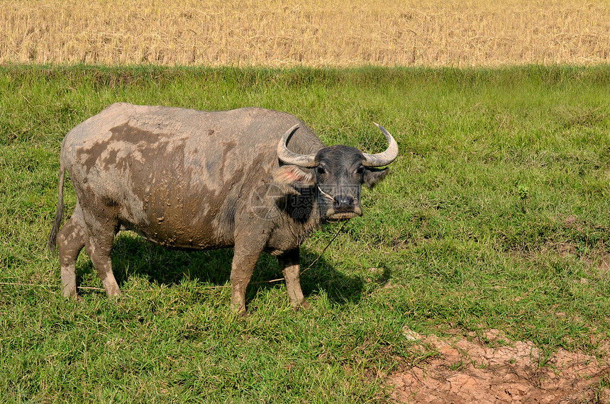 水牛眼睛公园黑色奶牛食草动物荒野生态小牛哺乳动物图片