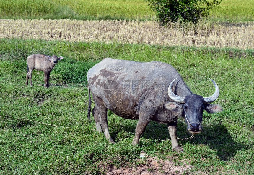 水牛奶牛生态头发哺乳动物公园食草野生动物动物喇叭婴儿图片