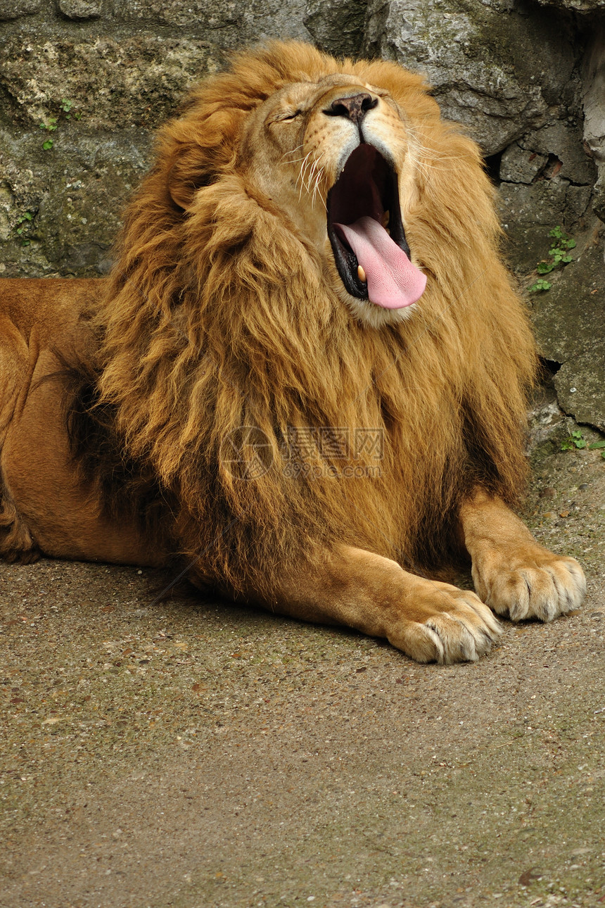 狮子打号国王异国男性哺乳动物生活危险毛皮生物动物野生动物图片