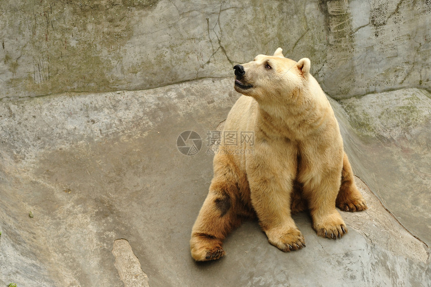 北极熊石头动物群捕食者生物力量岩石危险哺乳动物金发动物图片