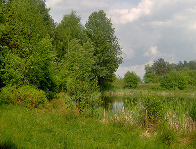 横向景观森林生态植被木头池塘植物背景图片