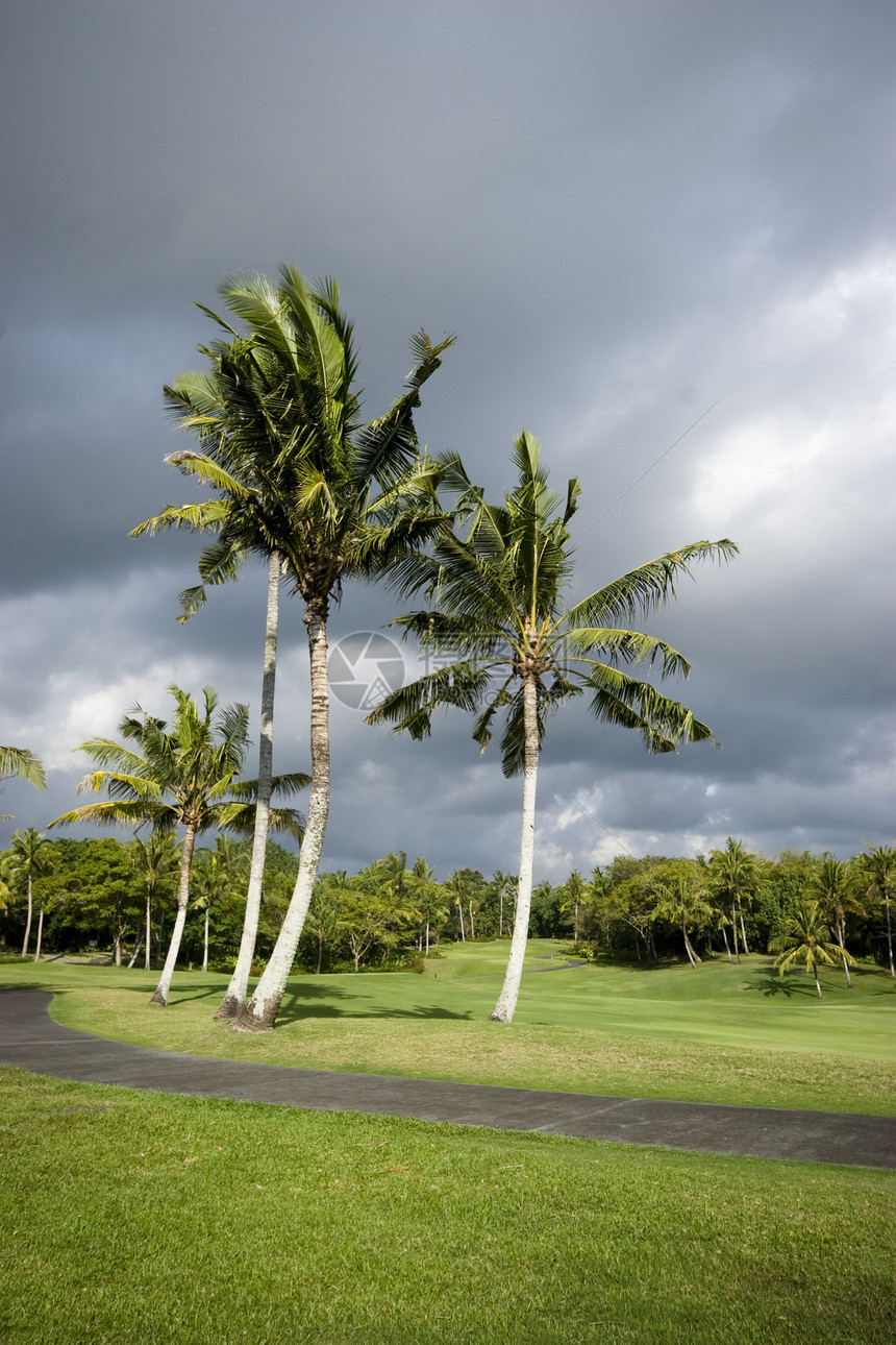 高尔夫球场上的棕榈树图片