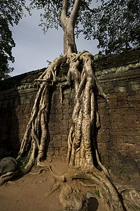 有巨根的树巨魔豪根高清图片