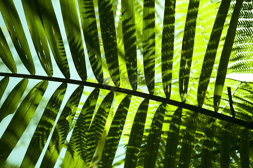 绿假树叶叶子森林植物丛林植物群图片