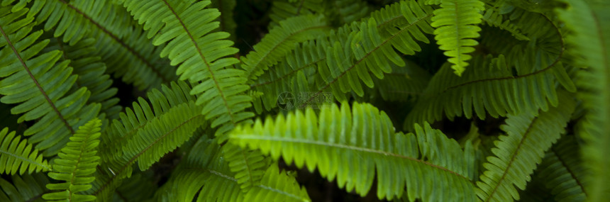 绿南绿色树叶植物植物群蕨类叶子丛林森林图片