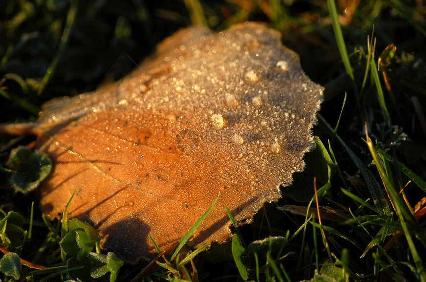 冰霜覆盖的叶子刀片季节天气植物宏观结晶植物群水晶地面磨砂图片