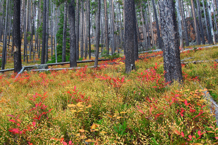 Lewis和Clark 国家森林蒙大拿州叶子杂草生态季节植物学植物环境地形树木栖息地图片
