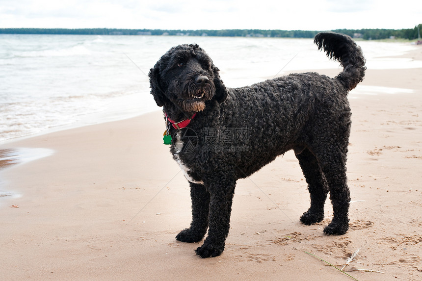 葡萄牙水狗组织动物湖畔宠物水犬海滩图片