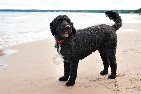 葡萄牙水狗组织动物湖畔宠物水犬海滩背景