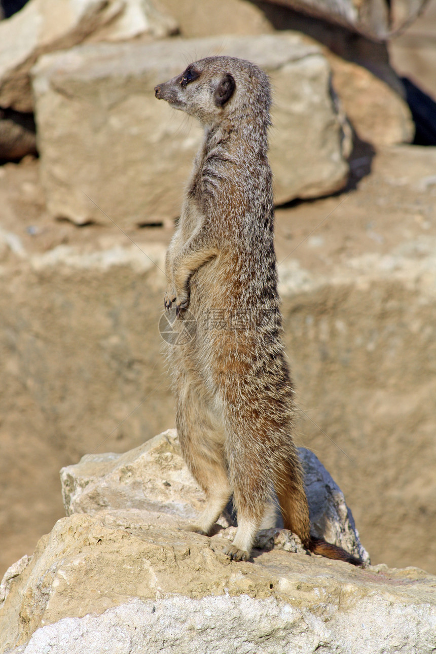 中沙漠动物园荒野爪子眼睛毛皮动物警卫野生动物耳朵图片