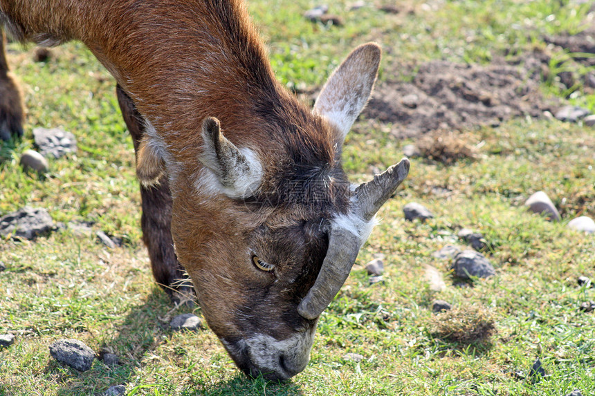 山羊牧场家畜乐趣喇叭季节哺乳动物胡须孩子头发金属图片