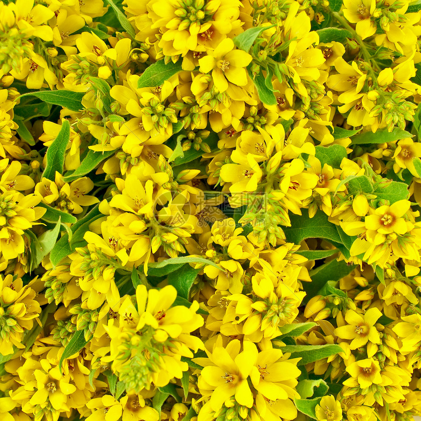 黄色花朵的纹理图片