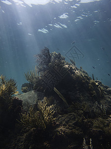 珊瑚礁蓝色异国蛴螬海浪生活黄酮裂缝海洋旅游潜水员背景图片