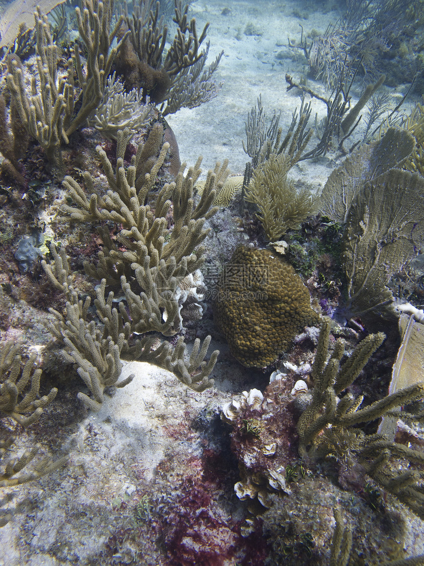珊瑚礁假期珊瑚运动旅行海洋旅游蓝色潜水员爬坡岩石图片