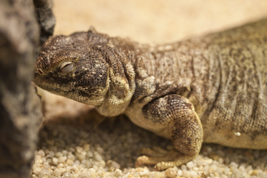 沙滩上的蜥蜴宠物生物野生动物公园捕食者荒野热带冒充爬虫眼睛图片
