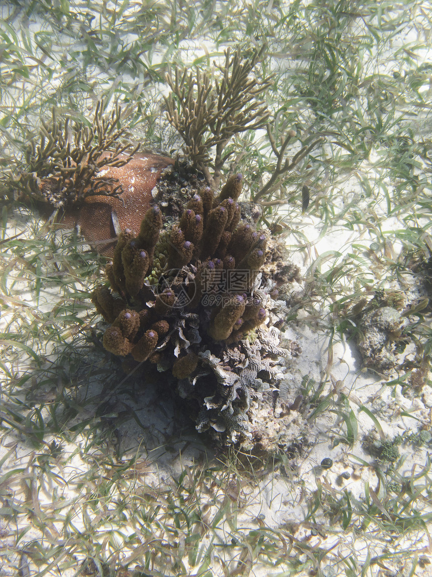 珊瑚礁生活潜水旅行裂缝情调海洋爬坡岩石异国假期图片