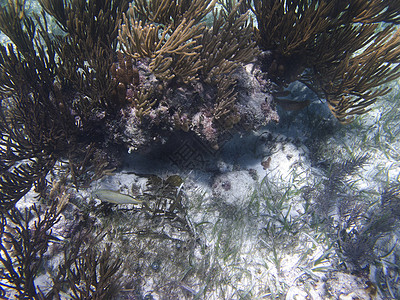 孤独的法国老兵生活珊瑚蛴螬白色殖民地海洋书房海藻热带剥离背景图片