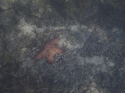 海星橙子星星刺梨异国网纹海岸线情调热带背景图片