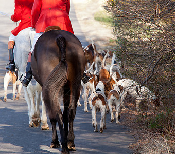 米德尔堡猎猎前的美国狐狸猎犬奇观团体小狗骑士猎人传统鞭子红色运动乡村背景