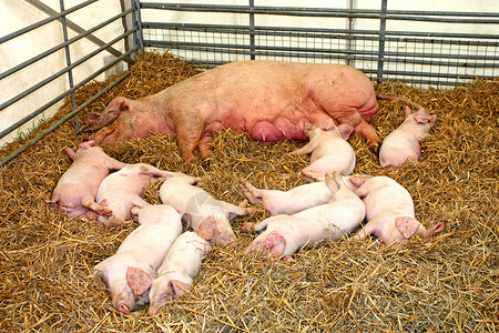 猪和小猪农业仔猪农场家庭稻草动物培育粉色背景图片
