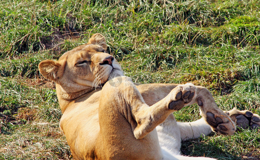 狮子狮豹属危险游戏正方形食肉母狮毛皮国家场地牙齿图片