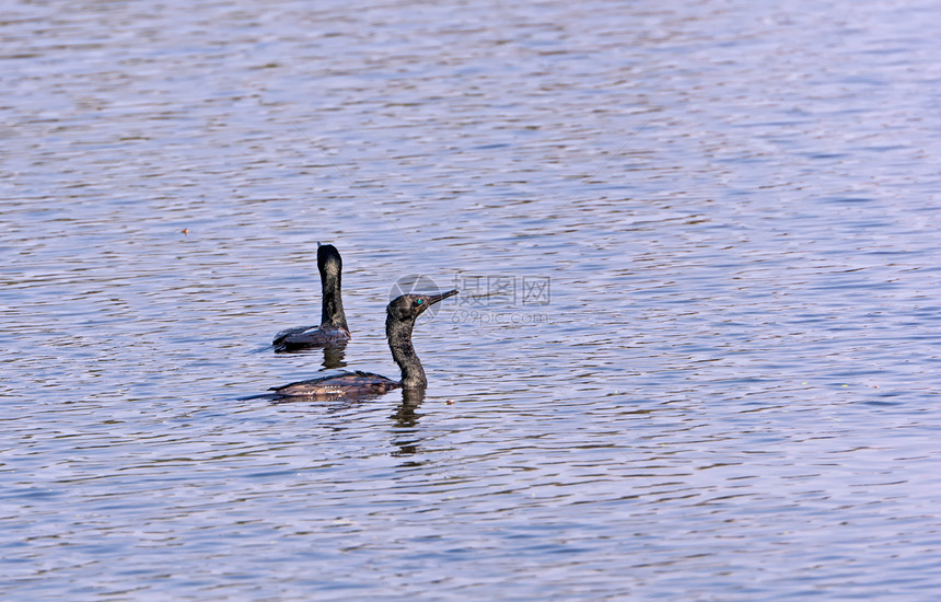 两名印度Cormorants在水中游泳翅膀动物移民观鸟野生动物羽毛生物鸟类荒野野兽图片