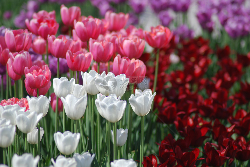 郁金香的花朵背景白色粉色花瓣红色公园花园绿色植物学晴天植物图片
