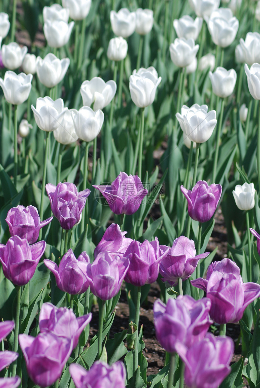 郁金香的花朵背景白色植物学叶子花园绿色花瓣公园晴天紫色植物图片