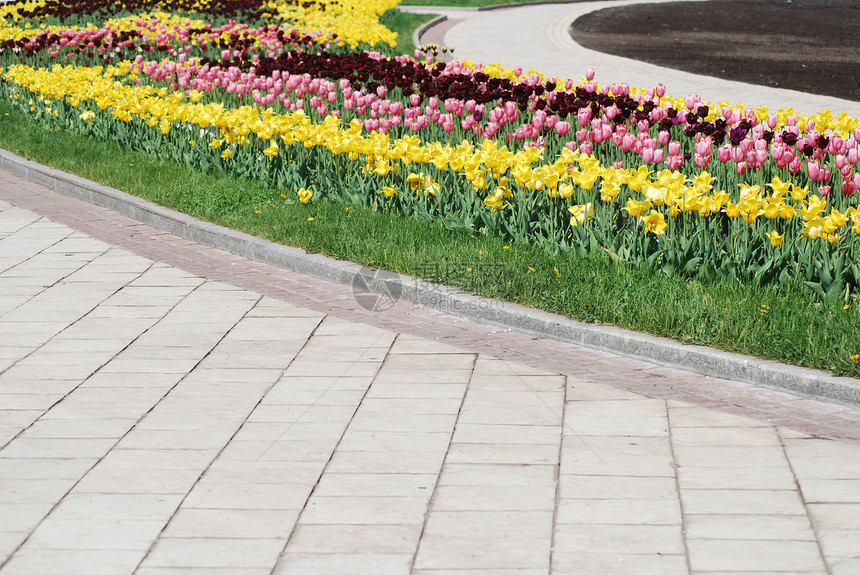 色彩多彩的郁金香排  城市公园花棚植物学花园黄色叶子植物晴天绿色花瓣公园白色图片