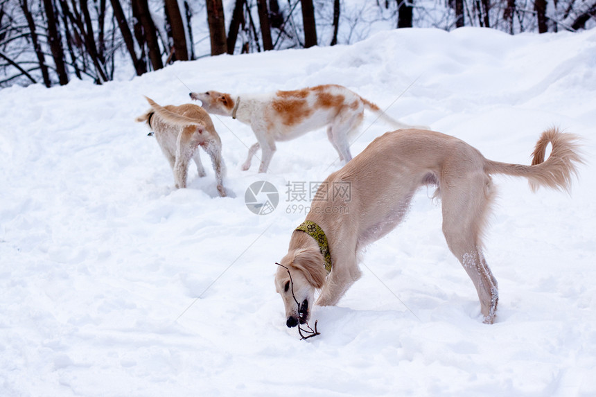 雪中小狗狗动物树干宠物白色棕色黑色猎犬水平衣领乐趣图片