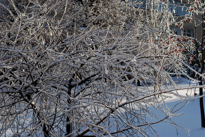 太阳在冰雪中点燃了树枝状况植物群图片