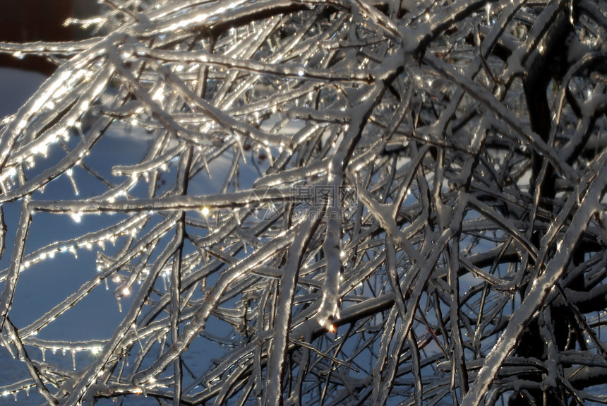 太阳在冰雪中点燃了树枝状况植物群图片