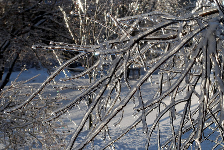 太阳在冰雪中点燃了树枝植物群状况背景图片