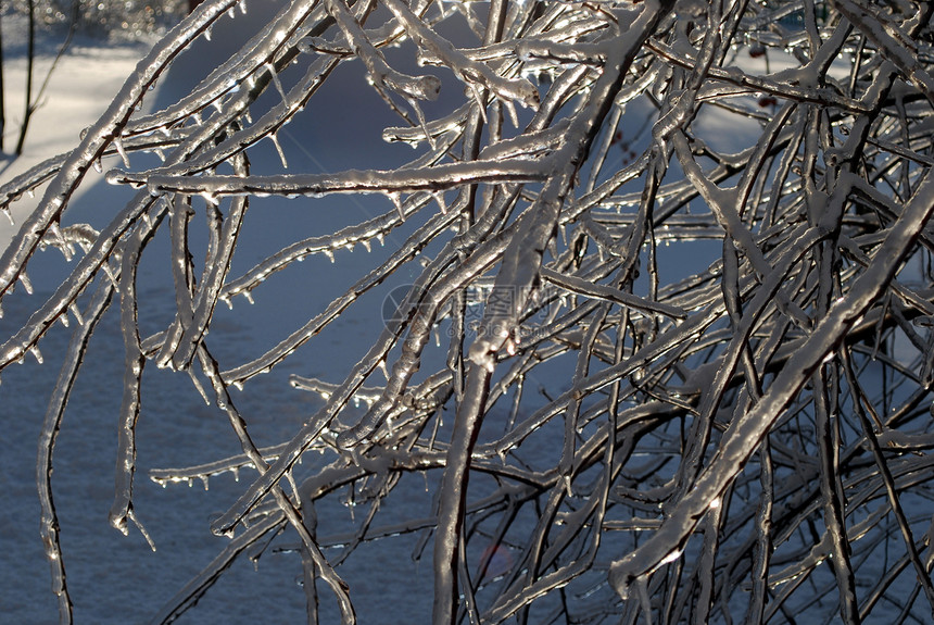 太阳在冰雪中点燃了树枝状况植物群图片