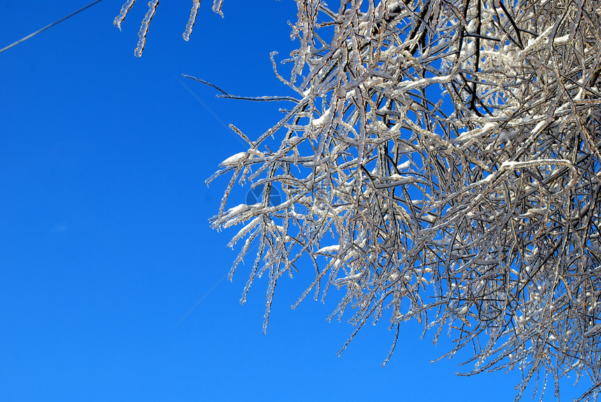 阳光照亮了树枝 在蓝色天空背景的冰雪中闪耀状况植物群太阳图片